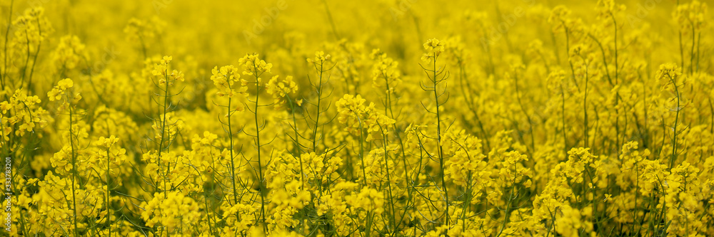 yellow rape field