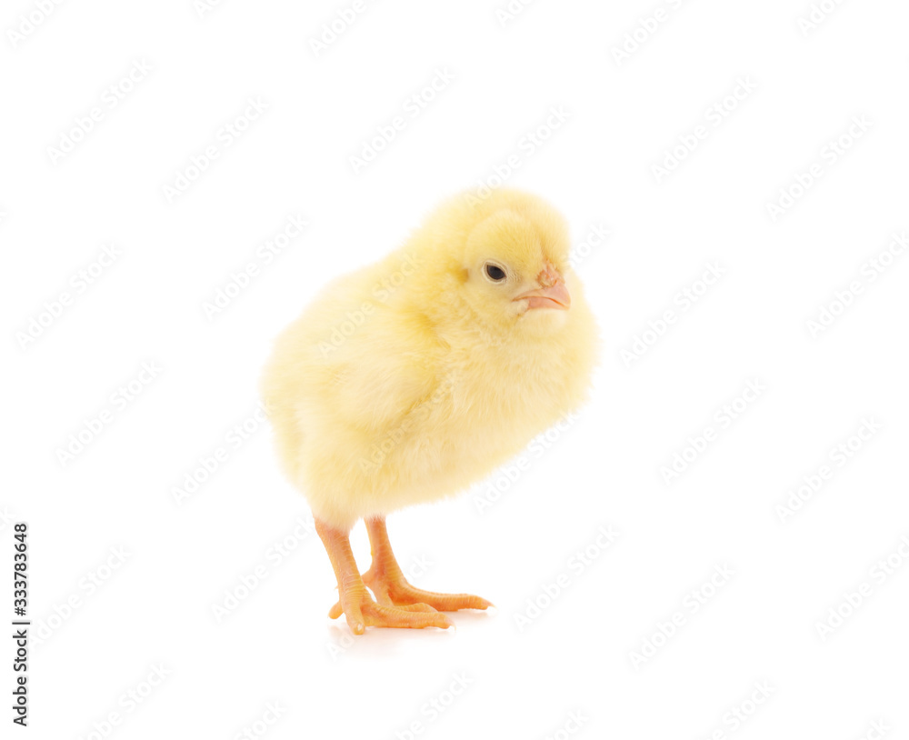 Obraz premium Small yellow chicken.