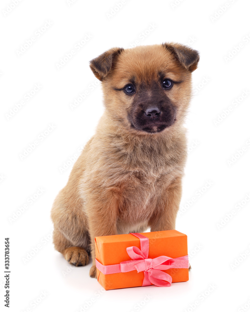 Obraz premium One little dog with a gift.