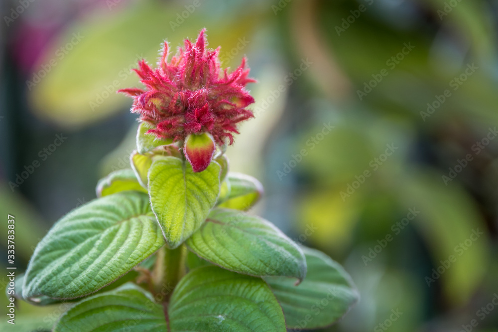 Mysterious and beautiful red flower that will bring everyboy's attention Mysterious and beautiful red flower that will bring everyboy's attention