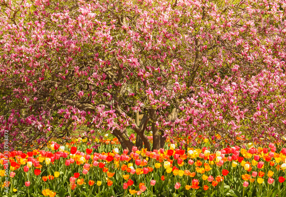 A magnolia tulip tree in full bloom with a garden of rainbow tulips below.