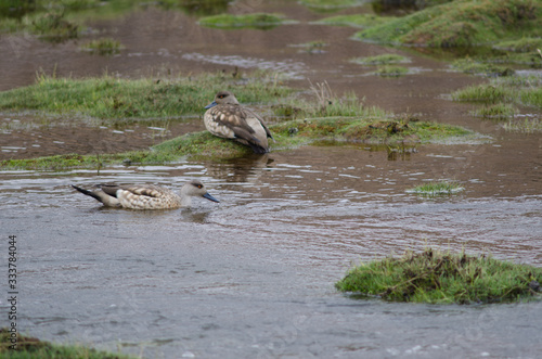 Andean crested ducks Lophonetta specularioides alticola in the Lauca River.