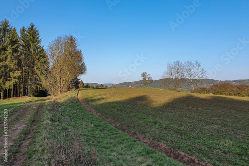 Waldweg am Feld in der Abendd  mmerung bei blauem Himmel