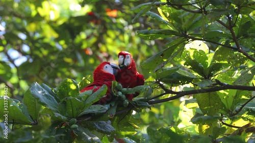 Scarlet Macaw feeding on nuts on Osa Peninsula Costa Rica