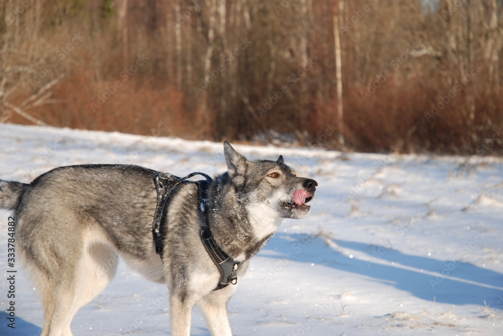 Fototapeta premium Dog walks on a frosty clear day