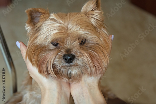 Yorkshire Terrier portrait close-up. Girl holds the head of a small dog