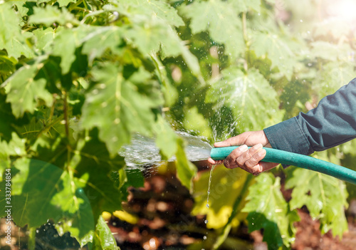 Hand holding water garden hose watering plant