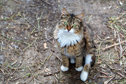 Cute, fluffy tabby stray cat