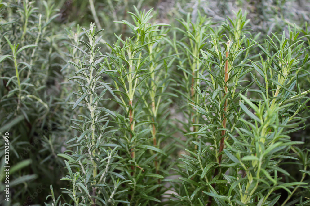 Close-up of the rosemary plant. Green natural background