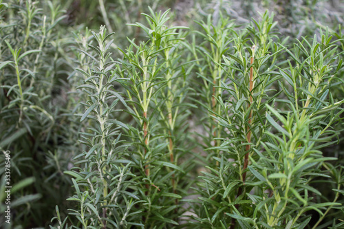 Close-up of the rosemary plant. Green natural background