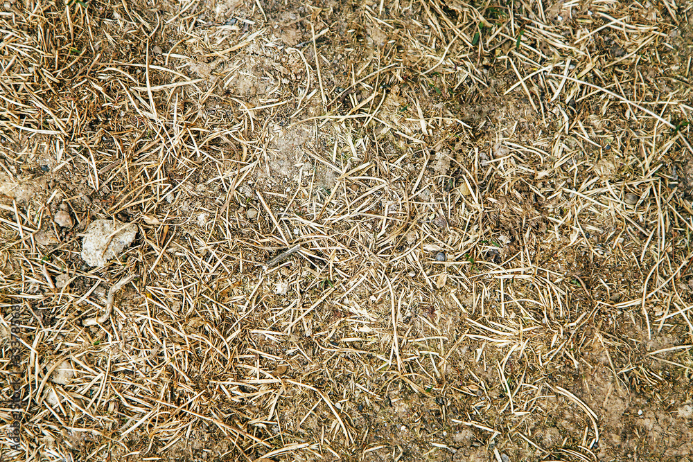 Texture of dried grass without water