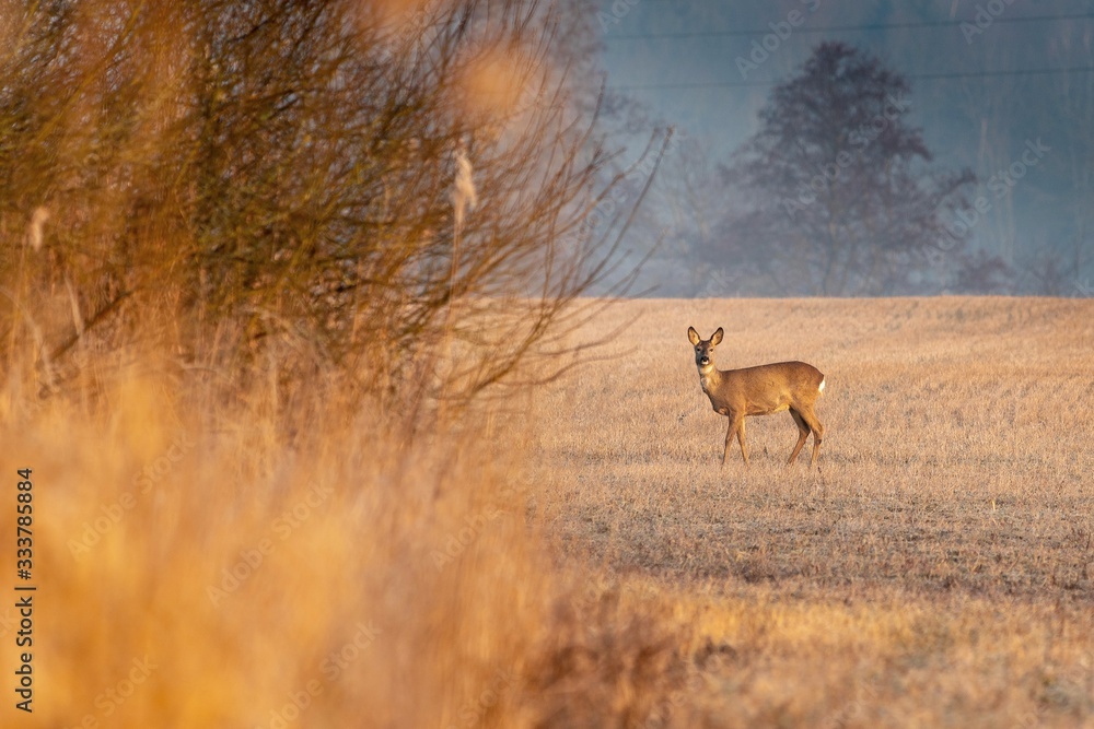 Naklejka premium deer in the forest