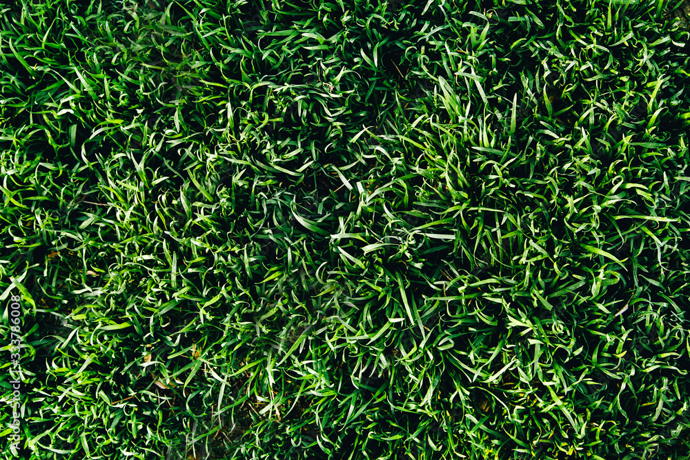 The texture of the new spring grass. view from above The texture of the new spring grass. view from above