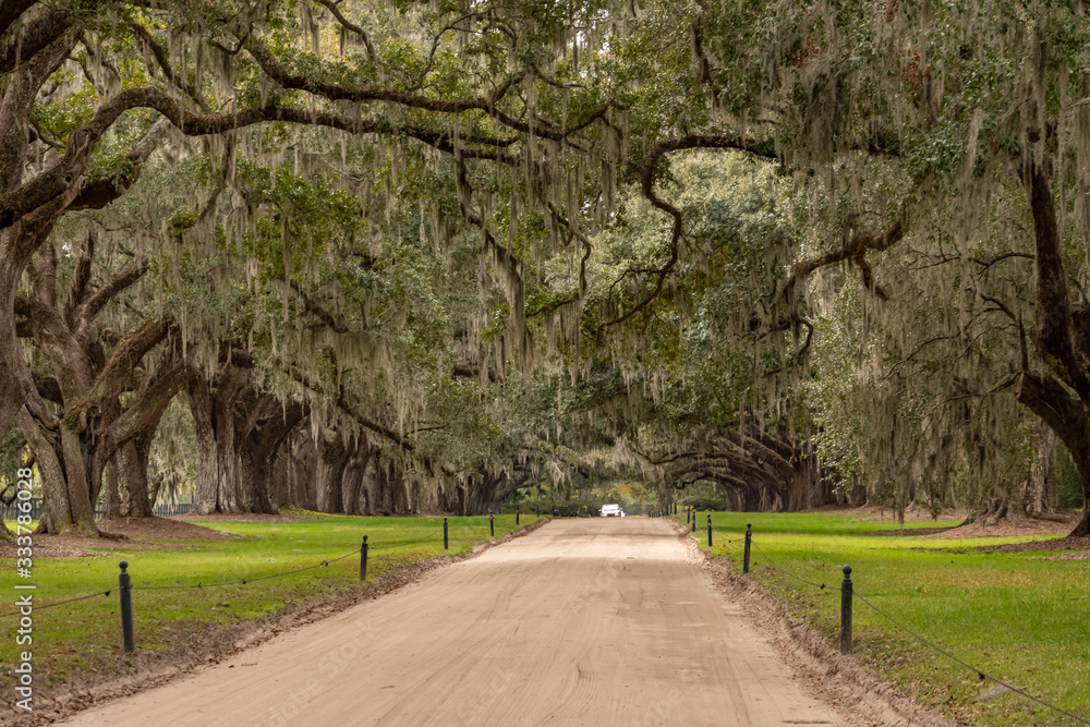 The Trail to Plantation