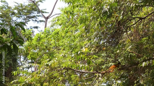 Sqirrel Monkeys in Costa Rica Osa Peninsula photo