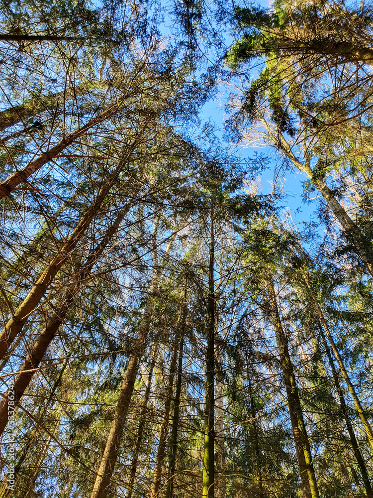 Fototapeta premium trees in the forest