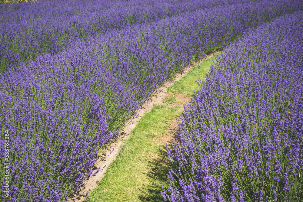 Naklejka premium Lavender farm field in Wanaka