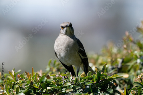 northern mockingbird