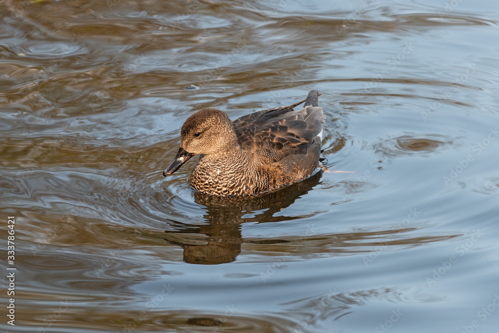 Portrait of adult male gadwall floating in water Portrait of adult male gadwall floating in water