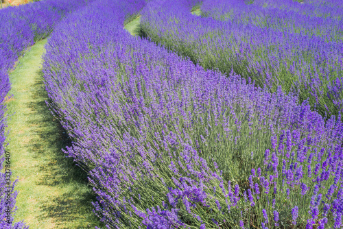 Lavender farm field in Wanaka