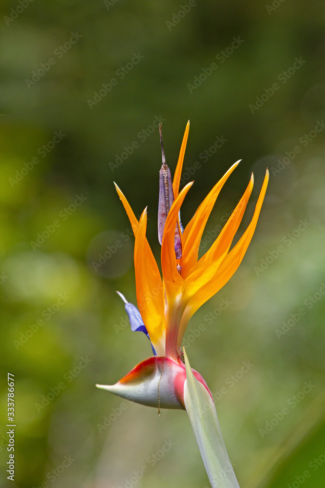 Bird of Paradise flower on Maui, Hawaii Bird of Paradise flower on Maui, Hawaii