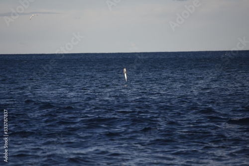 Hunting gannet bird, Australia