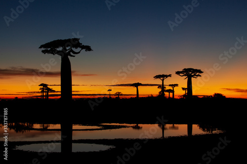 Baobab tree silhouettes at sunset 