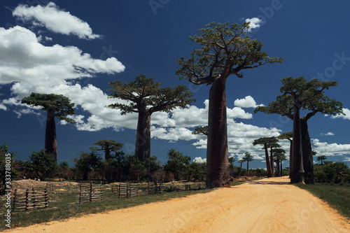 Baobab trees in The Avenue of the Baobabs, Morondova Madagascar photo