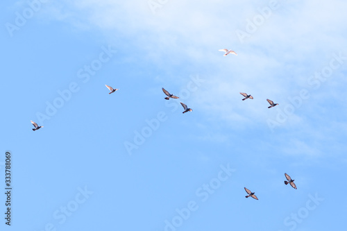 group of pigeons flying on blue sky