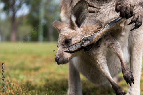 Baby kangaroo , Australia