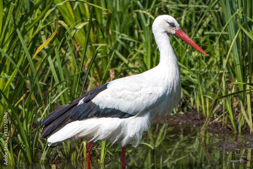 White stork (Weißstorch, Ciconia ciconia, Klapperstorch)