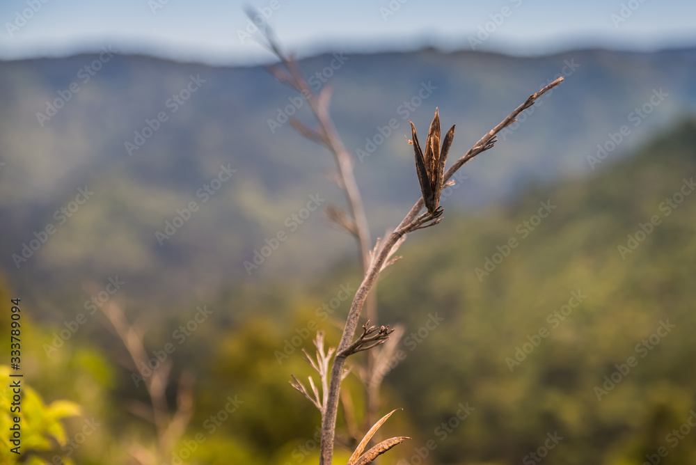 grass on a background of blue sky grass on a background of blue sky