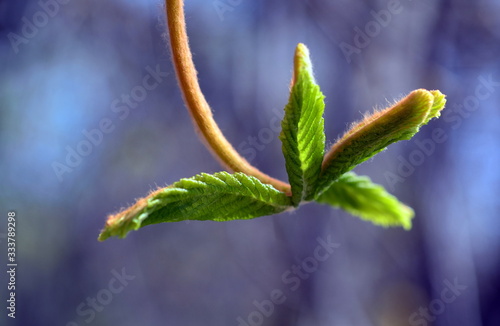 Junges Blatt einer Kastanie photo