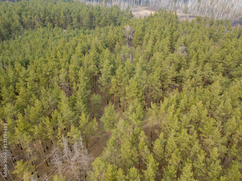 Coniferous pine forest in early spring. Aerial drone view. Coniferous pine forest in early spring. Aerial drone view.