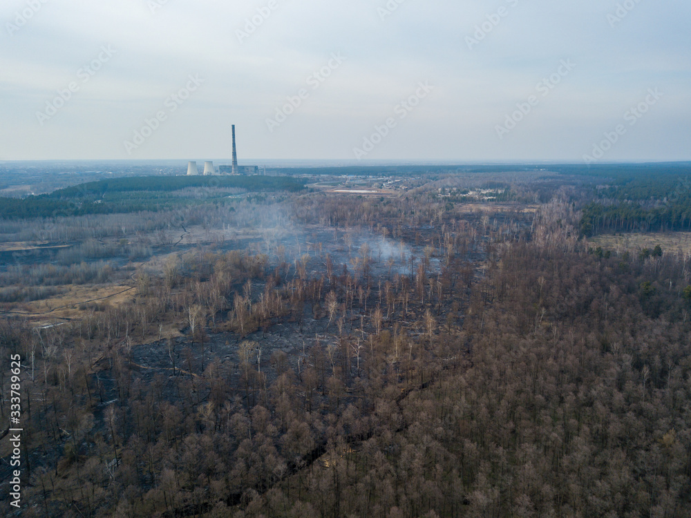 Forest after the fire. Aerial drone view.