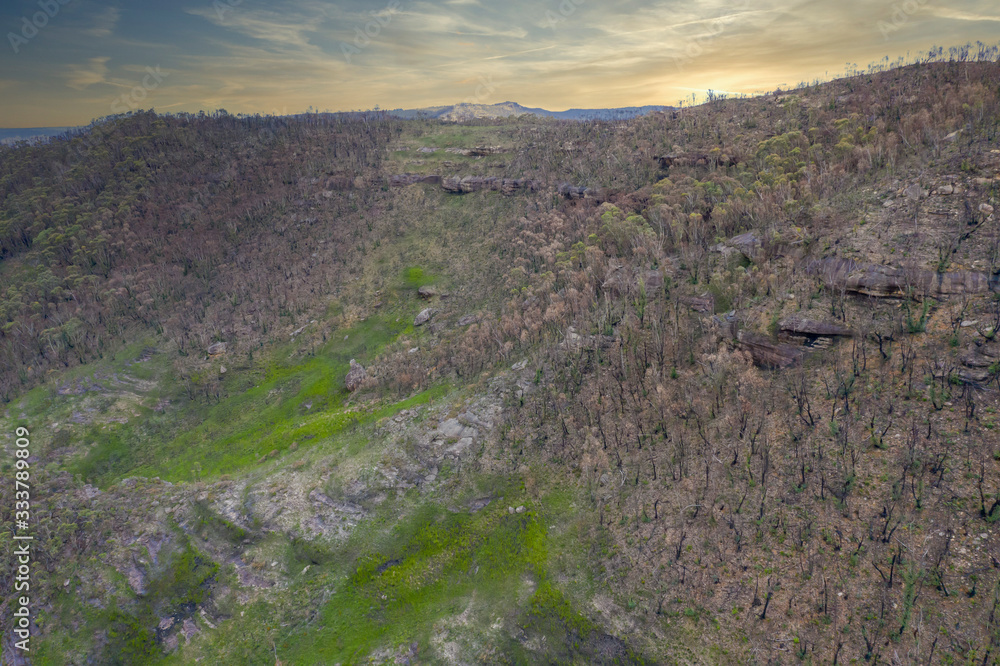 Forest regeneration after the severe bush fires in The Blue Mountains in Australia