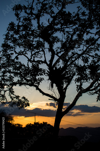 Tree silhouette with a sunset with various background colors.