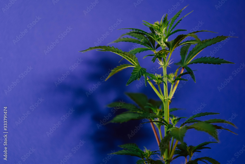 Obraz premium Cannabis plant on classic blue background. Harvesting marijuana. Weed minimalism banner.