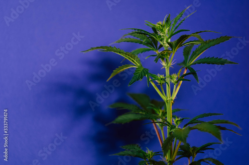 Cannabis plant on classic blue background. Harvesting marijuana. Weed minimalism banner. 