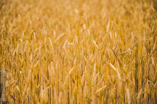 Ripe wheat grows on the field