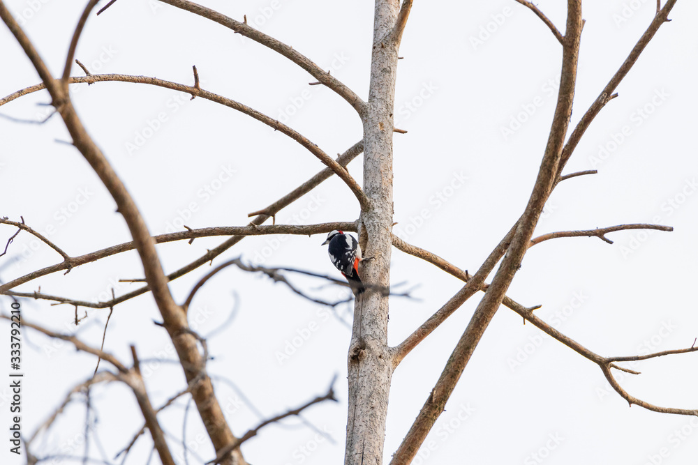 Woodpecker on a trunk of a dried tree. Woodpecker on a trunk of a dried tree.