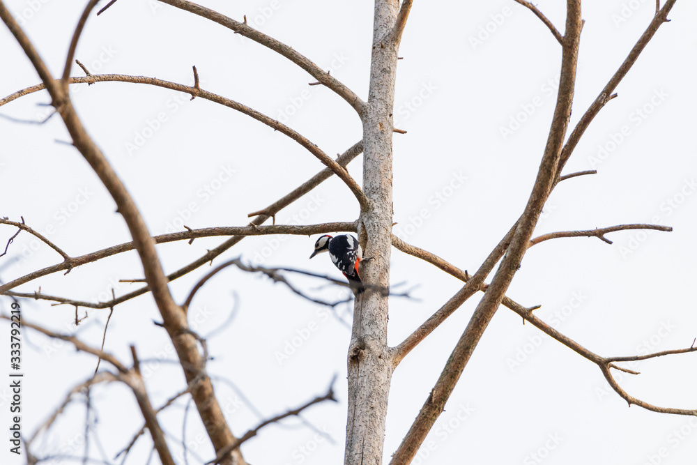 Woodpecker on a trunk of a dried tree. Woodpecker on a trunk of a dried tree.