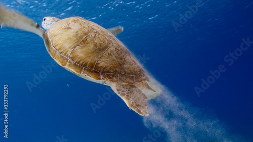 Green Sea Turtle swim in turquoise water of coral reef - Caribbean Sea   Curacao