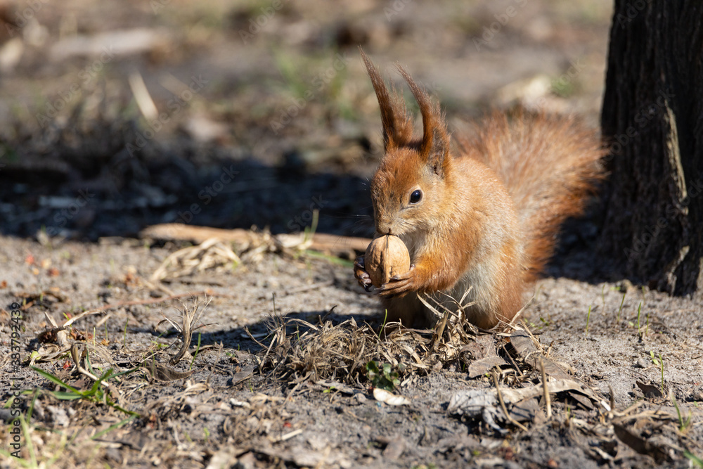 Red squirrel eating a nut on the ground. Red squirrel eating a nut on the ground.