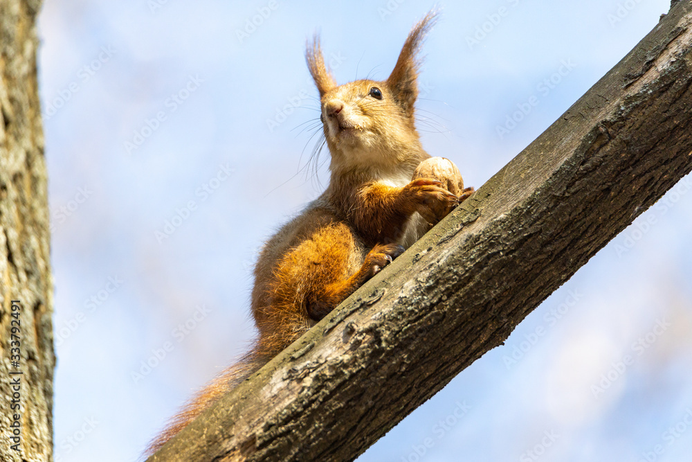 Red squirrel eats a nut on a branch. Red squirrel eats a nut on a branch.