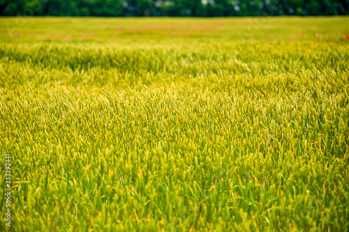 Green field with ripening wheat