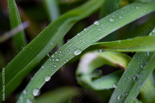 dew on the grass