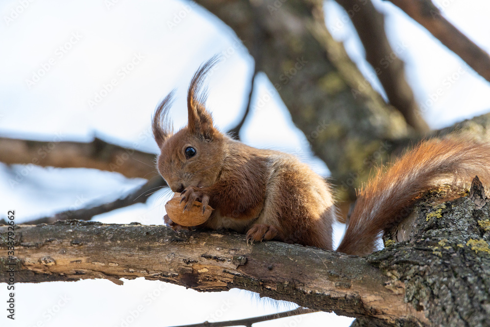 Fototapeta premium Red squirrel eats a nut on a branch.