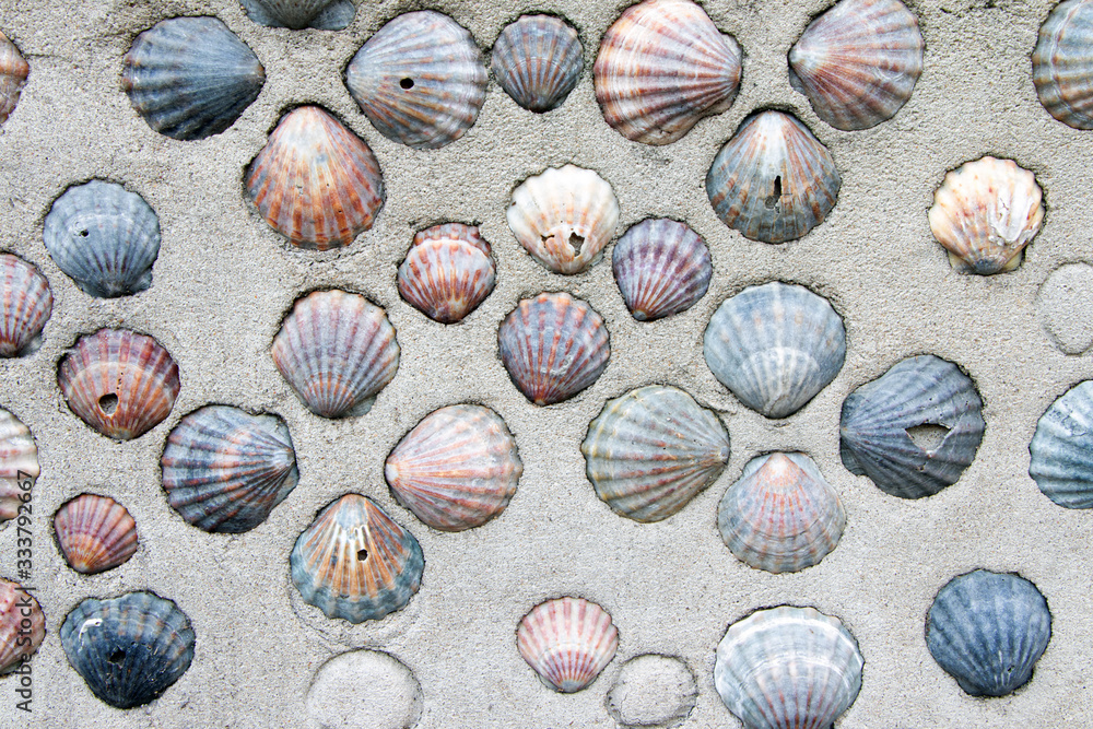 A concrete wall with shells texture, background. Plaster wall.