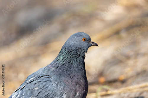 Portrait of a gray pigeon.